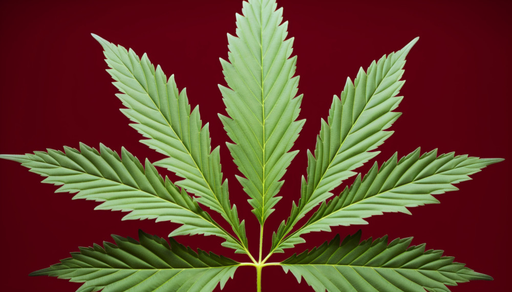 Quelles sont les informations légales que l'on peut trouver sur un Extrait K-BIS?